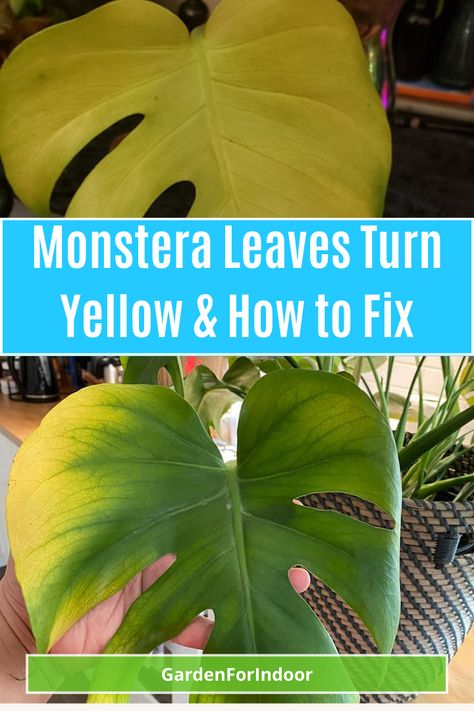 How To Plant Monstera, Why Is My Monstera Turning Yellow, Healthy Monstera Plant, Yellow Leafs On Plant, Yellowing Monstera Leaves, Caring For Monstera Plant, Monstera Leaves Turning Yellow, Monstera Yellow Leaves, Monstera Plant Care Indoor