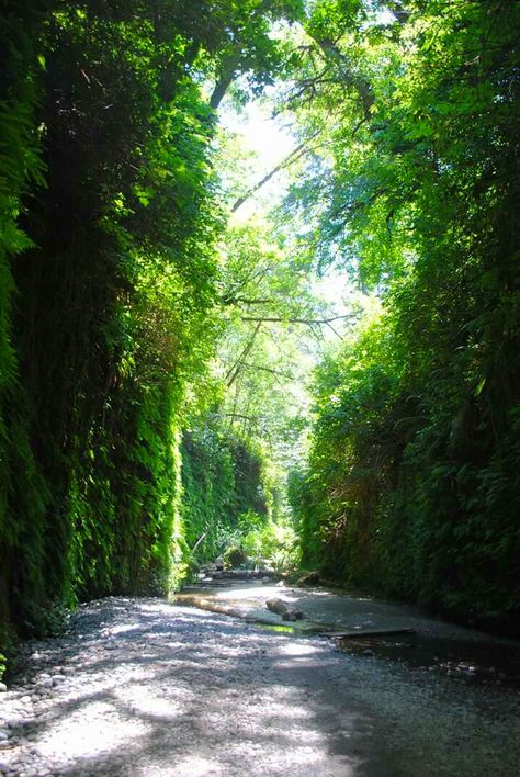 Fern Canyon is an absolutely stunning hike that is well worth the drive from anywhere in Southern Oregon!  It is a little more than an hour from the Oregon/California border.  Really easy for the kids too!  @westcoastfamilyadventure  @natgeotravel @castateparks * * * #hike #FernCanyon #California #whattodoinSouthernOregon #beautiful  #nature #naturelovers #green #kidfriendly #roadtrip #family #vacation #familyvacation #naturalwonder Fern Canyon, Klamath Falls, Southern Oregon, Natural Wonders, Family Vacation, The Kids, Fern, Beautiful Nature, Oregon