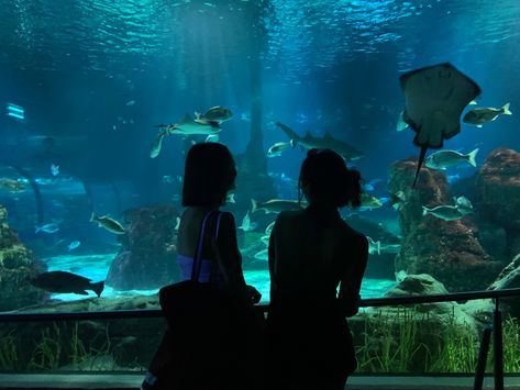 Aquarium Date Wlw, Aquarium Pics, Aquarium Aesthetic, Facts About Fish, Aquarium Photos, Aquarium Pictures, Blue Photos, Sea Aquarium, Dating Profile