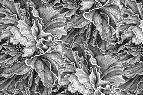 #TEXTURE  Olivia Knapp Olivia Knapp, Hatch Drawing, Flower References, Nature Patterns, Flower Art Drawing, Textile Designer, Collage Background, Pattern Texture, Doodle Illustration