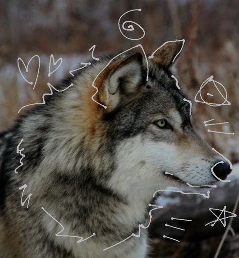 Made by me!! Please do not repost. #wolf #wolftherian #greywolf #therian #therianthrophy #theriotype Gray Wolf Therian, Therian Pfp Wolf, Therian Style, Wolf Therian Pfp, Wolf Pfp, Therian Art, Therian Gear, Wolf Therian, Therian Pfp