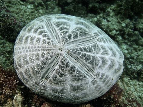 Sea biscuit test.  Photographer unknown. Sea Biscuit, Abstract Ideas, Sea Urchins, Marine Fish, Sea Urchin, Sea Lion, Science Art, Patterns In Nature, Belleza Natural