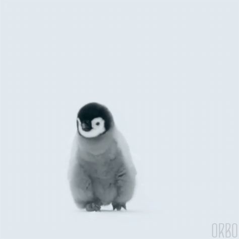 New trending GIF on Giphy Penguin Gif, Snow Walking, Kindle Amazon, Penguin Species, Kawaii Penguin, Penguin Love, Baby Penguins, Cute Penguins, Animal Planet