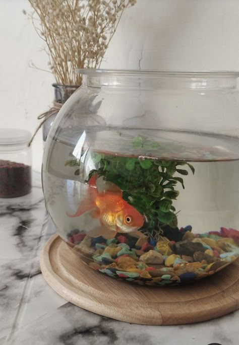 Goldfish Bowl Aesthetic, Fish Pet Aesthetic, Pet Fish Bowl, Goldfish Aesthetic, Fish Bowl Decorations, Dump Pictures, Random Painting, Aquarium Pictures, Goldfish Tank