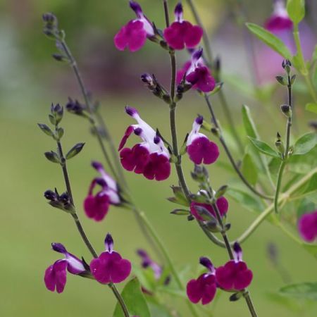 Salvia "Amethyst Lips" - Ardcarne Garden Centre | Roscommon & Boyle Salvia Amethyst, Landscaping Garden Design, Trees Landscaping, Purple And White Flowers, Landscaping Garden, Culinary Herbs, Garden Centre, Garden Oasis, Seed Packets