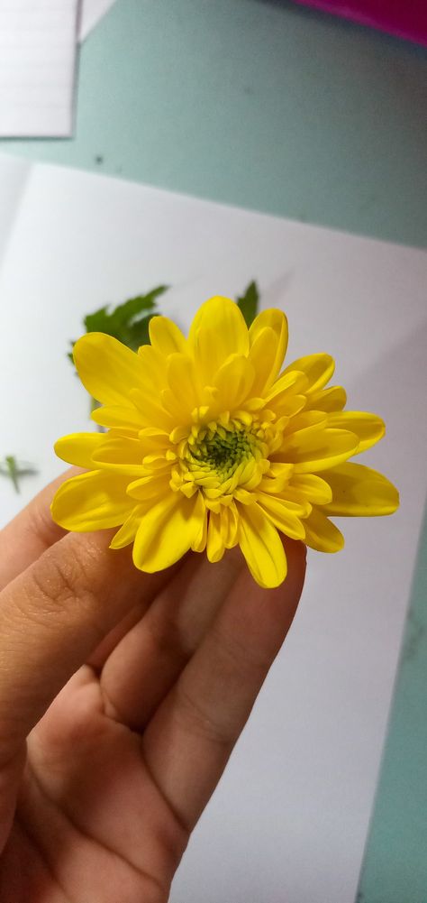 Yellow colourful chrysanthemum flowers bouquet wild flower art reference floral painting drawing flora Yellow Chrysanthemum Aesthetic, Flower Art Reference, Flora Aesthetic, Wild Flower Art, Yellow Chrysanthemum, Chrysanthemum Flower, Painting Drawing, All Flowers, Wild Flower