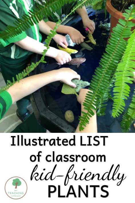 Growing Plants In Classroom, Plants For Preschool Classroom, Classroom Garden Indoor, Classroom Garden Ideas, Best Classroom Plants, Hanging Plants In Classroom, Classroom Plants Indoor, Classroom Plants To Grow, Plants For Classroom