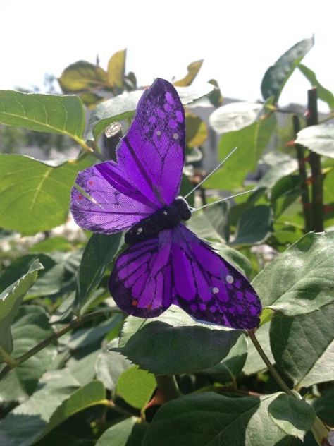 Purple butterfly Purple Garden, Beautiful Bugs, Purple Love, All Things Purple, Purple Butterfly, Colorful Garden, Butterfly Flowers, Colorful Butterflies, Blue Butterfly