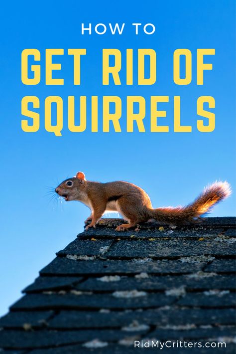 Get Rid Of Squirrels In Attic, How To Get Rid Of Squirrels In The Attic, How To Get Rid Of Squirrels, Squirrel Trap Diy, How To Get Rid Of Squirrels In Your Yard, Anti Squirrel Bird Feeder, Squirrel Proof Garden, Squirrel Trap, Get Rid Of Groundhogs