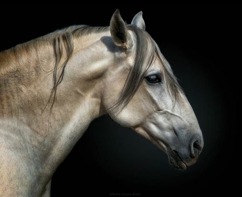 This Photographer Captures Wild Animals In Intimate Portraits (60 Pics) Andalusian Horse, Horse Face, Horse Portrait, Wild Creatures, Horse Drawings, Horse Sculpture, Equine Photography, Horse Life, Horse Photos