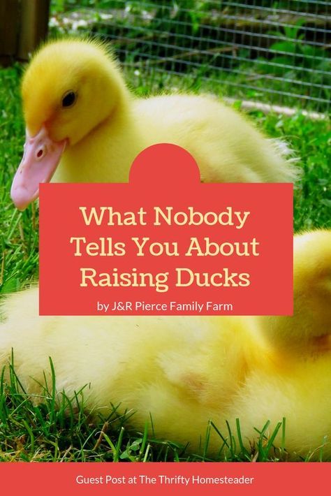 Best Ducks For Pets, Pet Ducks Outdoor, How To Raise Ducks, Keeping Ducks, Types Of Ducks, Pekin Duck, Duck Breeds, Backyard Ducks, Raising Pigs