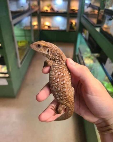 Richard Allen on Instagram: “Cute little baby Savannah monitors at Reptile Rapture. www.reptilerapture.net #reptilerapture #savannahmonitor #monitorlizard” Savannah Monitor, Richard Allen, Monitor Lizard, Reptile Habitat, Cute Reptiles, Reptiles Pet, Reptiles And Amphibians, Amphibians, Reptiles