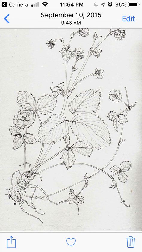 Wild Strawberry Drawing, Wild Strawberry Tattoo Black And White, Hedgerow Illustration, Strawberry Botanical Illustration, Strawberry Botanical, Illustration Step By Step, Lizzie Harper, Step Illustration, Acab Tattoo