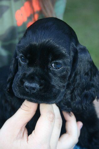 15 Facts You Should Know About Cocker Spaniels | Page 2 of 3 | PetPress Black Cocker Spaniel Puppies, Black Cocker Spaniel, Black Puppy, American Cocker Spaniel, Cocker Spaniel Puppies, Cocker Spaniel Dog, Cocker Spaniels, Spaniel Puppies, Cairn Terrier