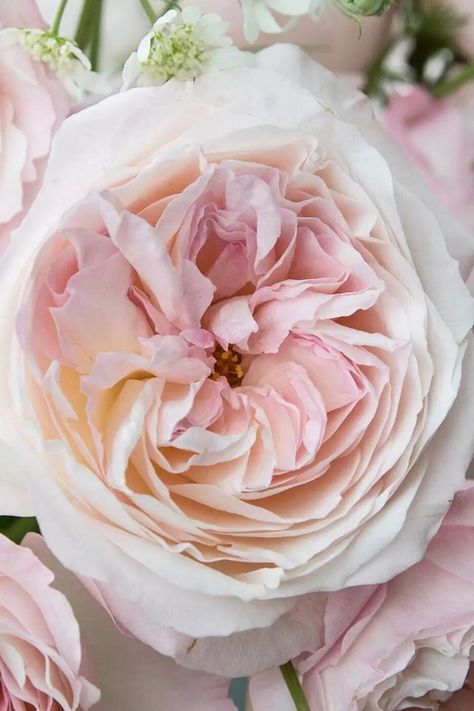 Rose Keira among most fragrant roses in the world on Thursd Kiera Rose, Monochromatic Wedding Colors, David Austin Wedding, Raspberry Ripple Ice Cream, Paris Cottage, Old English Roses, Cottage Garden Roses, Flower Library, Blush Wedding Theme