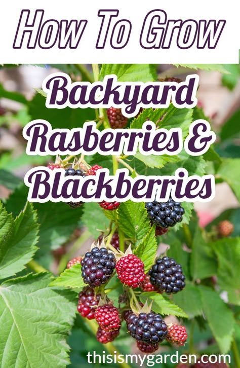 When To Plant Blackberries, Berry Bushes Landscaping, Growing Raspberries Trellis, Growing Berries In Raised Beds, Blackberry Raised Bed, When To Plant Raspberry Bushes, Growing Blackberries Trellis, How To Grow Berries, Berry Plants Garden