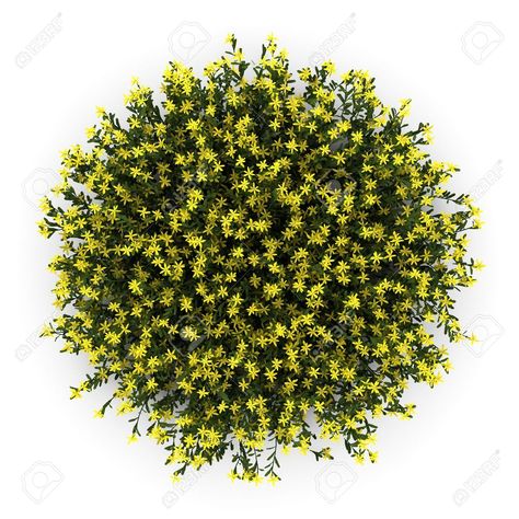 Shrubs Top View, Tree Plan Photoshop, Yellow Shrubs, Tree Psd, Judas Tree, Shrubs For Landscaping, Trees Top View, Tree Photoshop, Plant Png