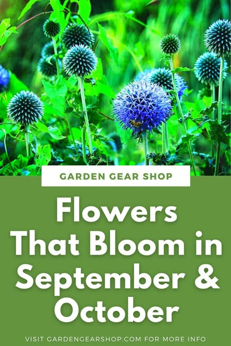 Flowers That Bloom in September & October September Blooming Flowers, Flowers That Bloom In September, Flowers In Season In October, Flowers In Season In September, Flowers That Bloom In Fall, October Wildflowers, October Flowers In Season, September Flowers In Season, Flowers September