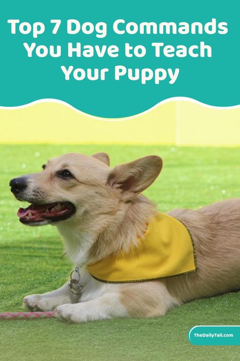 Top 7 Dog Commands You Have to Teach Your Puppy Teaching Puppy Commands, Puppy Commands, First Dog, Dog Commands, Dog Tips, Best Dog Training, Cute Little Puppies, Training Tops, Little Puppies