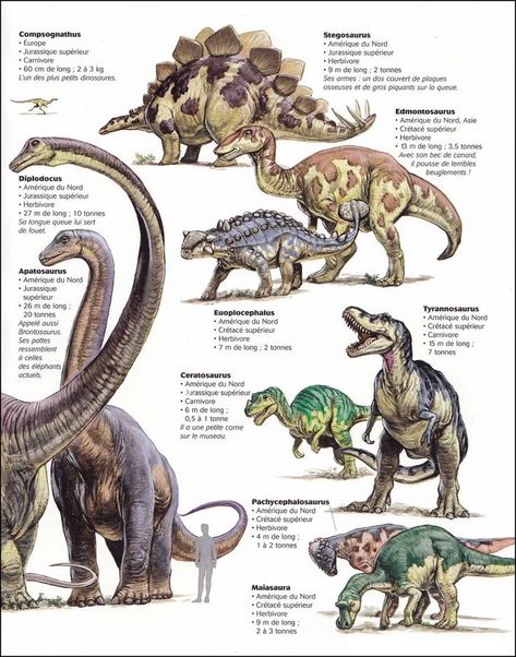 Dinosaur Diagram, Dinosaur Information, Types Of Dinosaurs, Prehistoric Animals Dinosaurs, Dinosaur Poster, Dinosaur Tattoos, Dinosaur Posters, All Dinosaurs, Dinosaur Illustration