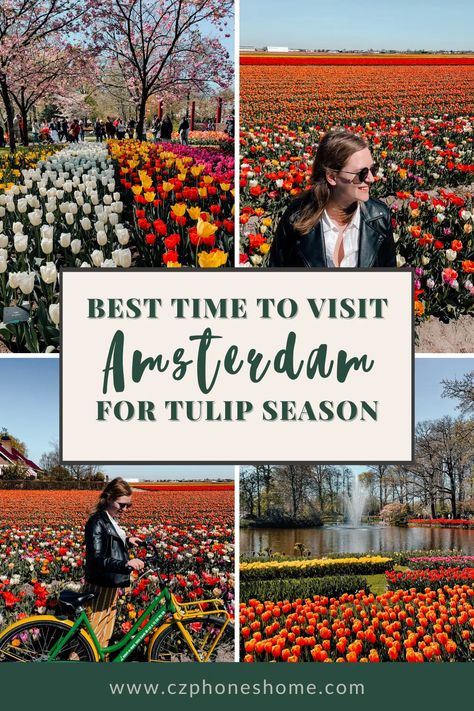 Amsterdam Tulip Festival, Tulip Amsterdam, Tulip Garden Amsterdam, Tulip Netherlands, Amsterdam Tulip Fields, Netherlands Keukenhof, Tulips In Amsterdam, Tulips Netherlands, Types Of Tulips