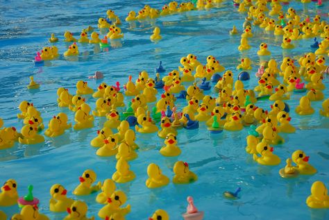 rubber duck races | Visit Kokomo Blog Kokomo Beach, Duck Race, Race Writing, Collateral Beauty, Washed Ashore, Rubber Duckies, Theme Days, Kiddie Pool, Unusual Things