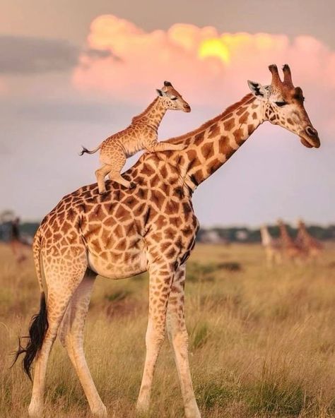 Mum, I  am tired. Get on my back,  you aren't heavy,  you are my baby❤ African Wildlife Photography, Wild Birds Photography, Giraffe Pictures, Beautiful Wildlife, I Am Tired, Am Tired, Cutee Animals, Super Cute Animals