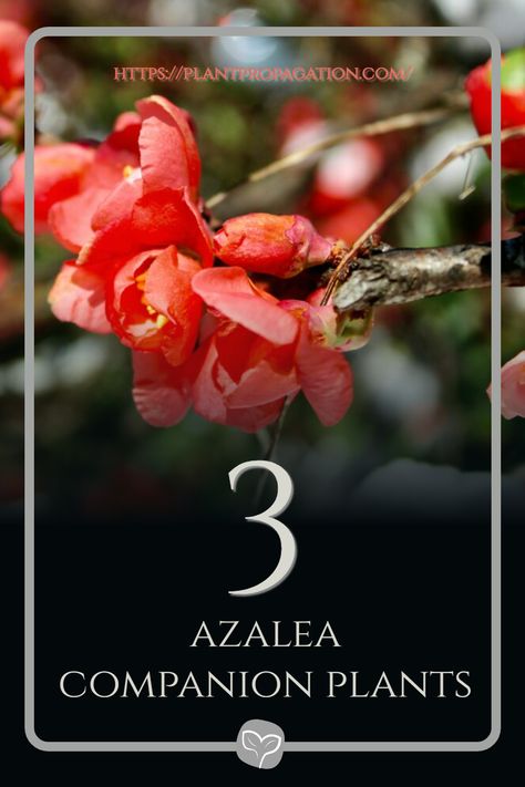 3 azalea companion plants Planting Calendar, Root Structure, Attracting Beneficial Insects, Companion Plants, Attract Pollinators, Sustainable Garden, Beneficial Insects, Soil Improvement, Charming Garden