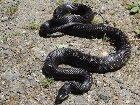 Western rat snake or Texas ratsnake Rhino Rat Snake, Black Racer Snake, Texas Rat Snake, Black Rat Snake, Cave Dwelling Rat Snake, Wild Sunflowers, Western Rattlesnake, Pit Vipers, Snake Facts