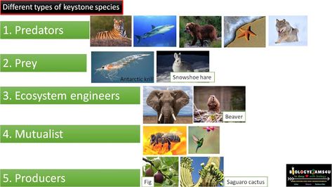 Different types of Keystone species with examples Sat Exam, Snowshoe Hare, Desert Ecosystem, Insect Species, Keystone Species, Amur Leopard, Ap Biology, Prairie Dog, Sea Otter