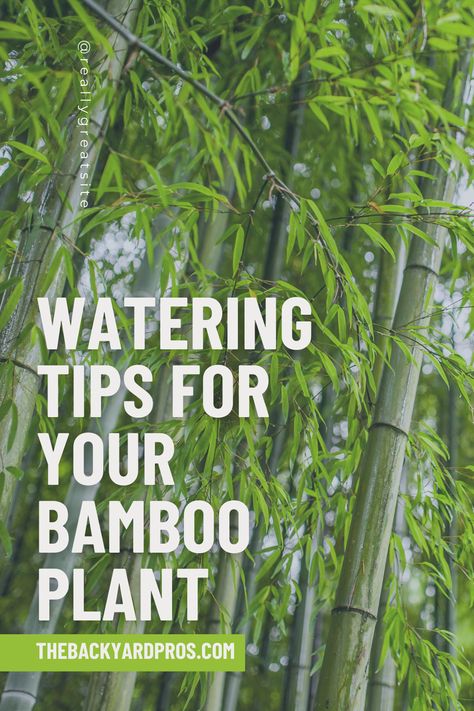 Bamboo Bliss: The Watering Guide You've Been Waiting For! 🌱🚰: Don't let your bamboo stress out from thirst! Explore the science behind the perfect watering routine for these graceful plants. Dive into our expert tips and watch your bamboo flourish like never before. Your indoor oasis is just a click away! 🌿💦 #BambooLove #IndoorPlants #PlantCare101" Indoor Bamboo Plant, Bamboo Species, Growing Bamboo, Indoor Oasis, Bamboo In Pots, Bamboo Plant, Garden Hacks, Bamboo Garden, Lucky Bamboo