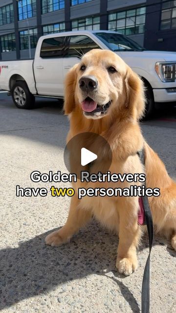 Hudson B. Mason on Instagram: "Still have to love them 😍❤️ #goldenlife #dogparents #splitpersonality #sillydogs" Funny Dog Videos Hilarious Puppys, Labradoodle Retriever, Dark Golden Retriever, Male Golden Retriever, Dog Zoomies, Golden Labrador Puppies, Canine Drawing, Golden Retriever Funny, Most Beautiful Dogs