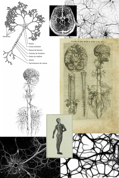 Neurons Nervous System Collage Nervous System Wallpaper, Nerve System Art, Nervous System Tattoo, Nervous System Aesthetic, Nervous System Illustration, Nervous System Drawing, Neurology Aesthetic, Nervous System Art, Neuroscience Tattoo