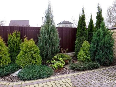 Pin by Rachael V on Aiakujundus | Evergreen garden, Evergreen landscape, Front yard landscaping Front House Landscaping Evergreen, Evergreen Landscape, Conifers Garden, English Garden Design, Front Gardens, Evergreen Garden, Privacy Landscaping, Australian Garden, Front Yard Landscaping Design