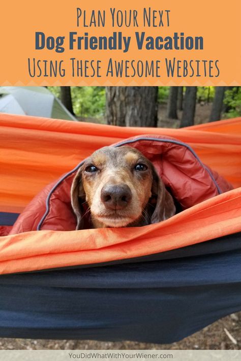 Traveling With Pets, Camping With Dogs, Road Trip With Dog, Dog Friendly Vacation, Planning A Vacation, Dog Friendly Hotels, Hiking Dogs, Camping Checklist, Dog Care Tips