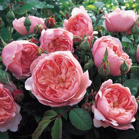 Choosing from David Austin roses - La La Lisette Alnwick Rose, Deadheading Roses, Cut Garden, David Austin Rose, Hybrid Tea Rose, Rose Belle, Austin Rose, Rose Bushes, Fragrant Roses