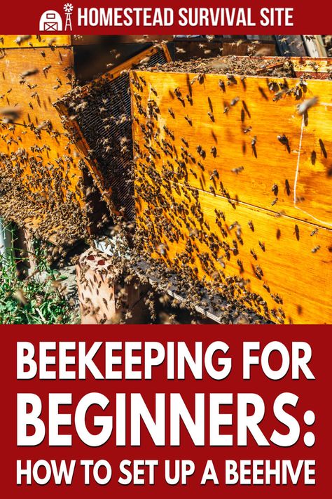 How To Start A Bee Hive Beekeeping For Beginners, Natural Beekeeping, How To Start Beekeeping, Kids Survival Skills, How To Become A Bee Keeper, Flow Hive Beekeeping, Garden Tool Rack, Beekeeping For Beginners, Bee Colony