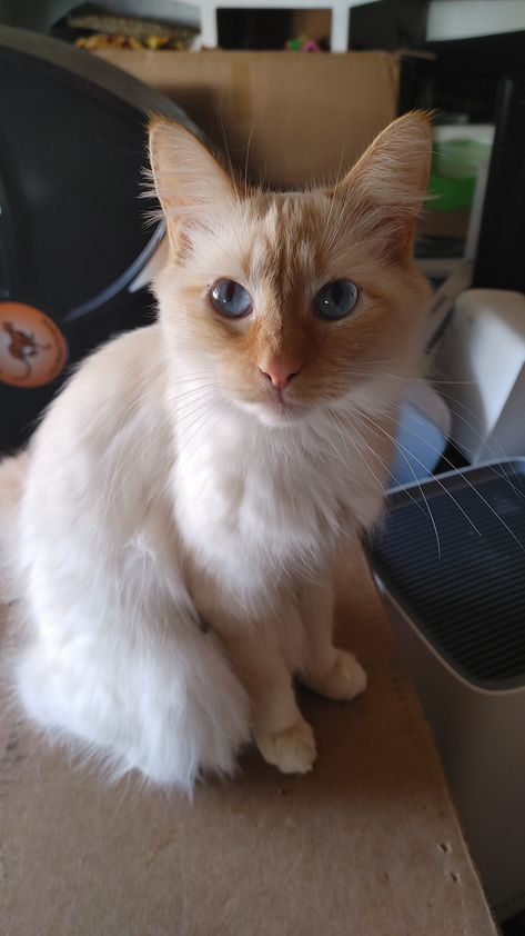 Flame Point Cats, Flame Point Ragdoll, White Ragdoll Cat Aesthetic, Cream Point Ragdoll, Flame Point Ragdoll Kitten, Flame Point Siamese, Blue Bicolor Ragdoll Cat, Ragdoll Cat Bicolor, Ragdoll Cat Breed