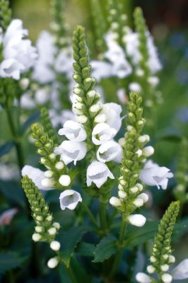 Physostegia virginiana Crystal Peak White | Benary Obedient Plant, White Flower Arrangements, White Plants, White Wedding Bouquets, Moon Garden, Love Garden, Ornamental Plants, White Gardens, Delphinium