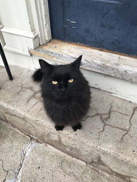 Street Cat, Black Cat Outside, Street Cats, Black Cat Sitting, Cats On Street, Cat On Street, Black Cat Crossed My Path, Street Cats Aesthetic, Clever Animals