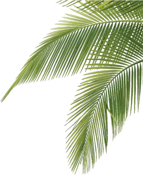 Potted Palm Trees, Palm Tree Illustration, Palm Tree Sticker, Palm Tree Png, Palm Tree Vector, Potted Palms, Coconut Leaves, Tree Vector, Coconut Palm Tree