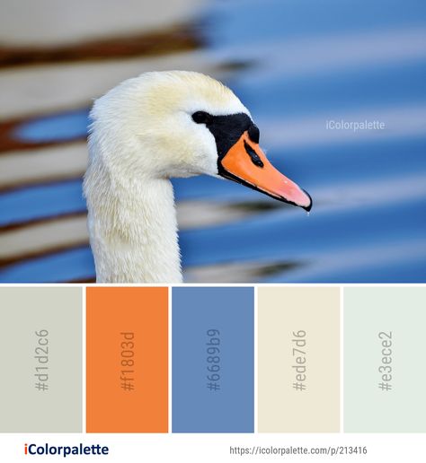 Color Palette ideas #icolorpalette #colors #inspiration #graphics #design #inspiration #beautiful #colorpalette #palettes #idea #color #colorful #colorscheme #colorinspiration #colorcombinations #colorcombos Bird Beaks, Color Palette Ideas, Colors Inspiration, Water Images, Palette Ideas, Nature Color Palette, Water Water, Find Color, Colour Board