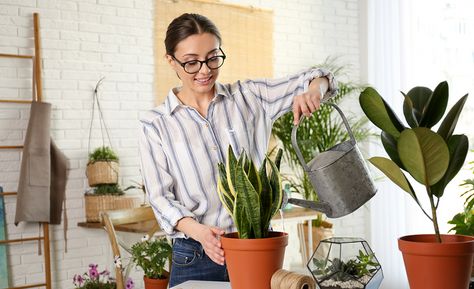 A person watering a plant with a watering can Person Watering Plants Reference, Watering Plants Pose Reference, Watering Plants Reference, Person Watering Plants, Plants Reference, Indoor Watering Can, Watering Plants, Plant Care Houseplant, Smart Garden