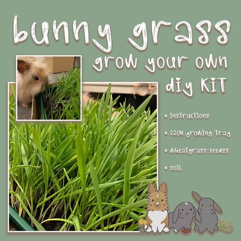 Fresh Bunny Rabbit Wheatgrass DIY Growing Kit Treats For Rabbits Diy, Diy Rabbit Enrichment, Bunny Enrichment, Rabbit Enrichment, Rabbit Treats, Bunny Room, Boredom Busters, Wheat Grass, Small Animals