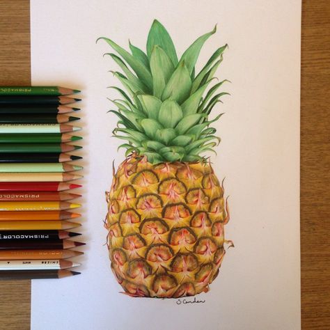 Pineapple drawing using Prismacolor pencils ✨                                                                                                                                                                                 More Pineapple Drawing, Fruit Art Drawings, Prismacolor Art, Pencil Drawing Tutorials, Fruits Drawing, Colored Pencil Artwork, 수채화 그림, Prismacolor Pencils, Color Pencil Art