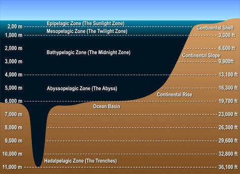 Ocean levels Ocean Diorama, Layers Of The Ocean, Ocean Zones, Continental Shelf, Ocean Unit, Ocean Depth, Earth And Space Science, Deep Sea Creatures, Oceanography