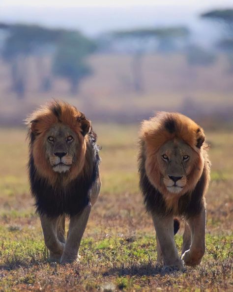 Brothers Snyggve & Tryggve, rulers of the Asilia Namiri Plains Sons of the famous legends C-boy and Hildur **original names were Bob Junior and Bullett, the swedish man renamed them to more fitting names. Serengeti National Park, Tanzania Dec 2022 Lion Photography, Lion Love, Cool Boy Image, Lion Images, Lion Pictures, African Lion, Background Images For Quotes, Cat Character, Lion Art