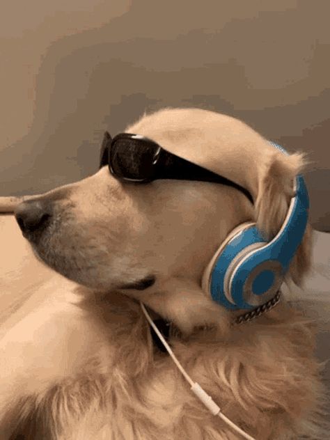 Doge Gif, Music Gif, Dog Dance, Doge Dog, Dog Sunglasses, Cool Dog, Dancing Gif, Dog Dog, Animated Gif