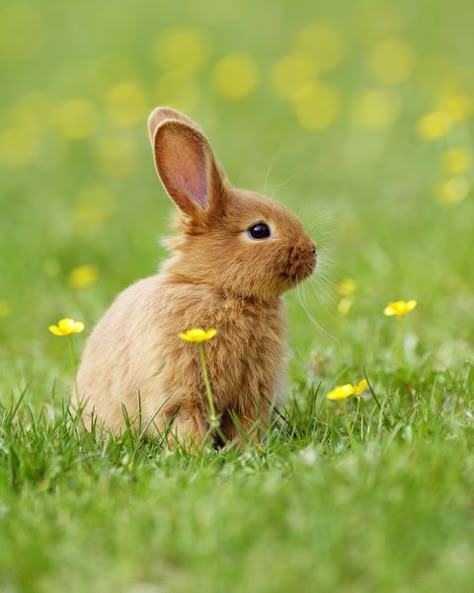 Domestic rabbit, Rabbit, Mountain Cottontail, Rabbits and Hares, Mammal, Hare, Grass, Wildlife, Meadow, Grass family, Alfalfa Sprouts, Animal Funny, Bunny Wallpaper, White Bear, Seo Expert, Cute Animal Photos, Baby Bunnies, Sweet Animals