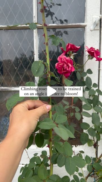 Maryland Cottage Garden Design on Instagram: "Don’t let your climbing roses grow straight toward the sky. Climbers must be trained horizontally to a 45 degree angle in order to bloom along the entire stem. If they grow vertically, you will only get a flower at the tip of the cane!

It’s best to train stems when they’re young and flexible. Once they’re older, they solidify into hard branches you can’t move.

Pay attention to your climbing roses and train them once a month from spring through fall. Weave the canes so they fill in gaps and don’t compete for sunlight or airflow. Wear gloves or you’ll get a ton of splinters and cuts!

#figmentcottagegardens #marylandcottagegardens #climbingroses #climbingrose #redroses #pinkroses #cottagegardener #cottagegardening #rosegarden #rosegardening #ro Train Climbing Roses, Grow Vertically, 45 Degree Angle, Cottage Garden Design, Growing Roses, Climbing Roses, Rose Garden, Cottage Garden, Indoor Plants